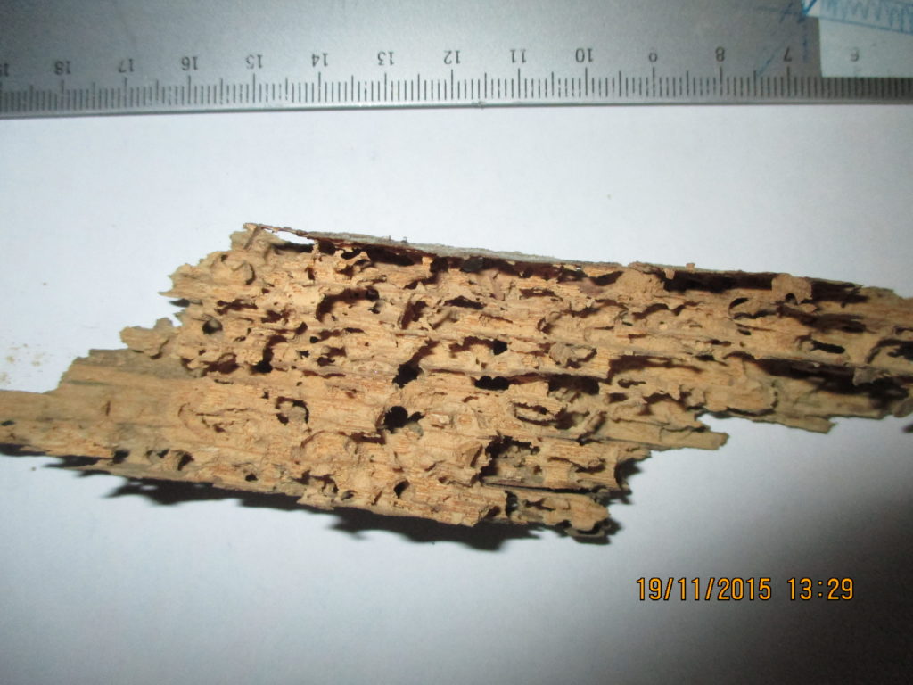 Bunter Nagekäfer - Holzstück mit Fraßschäden als typisches Schadbild