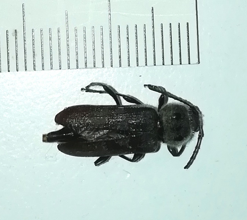 Hausbock-Käfer schwarz, ca. 17 mm lang als Beispiel für Trockenholzinsekten